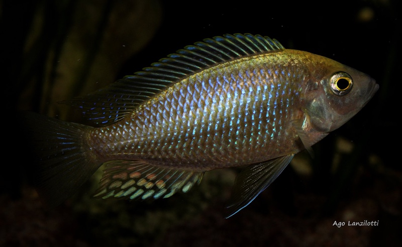 Copadichromis sp. 'flavimanus lundu' Lundu
